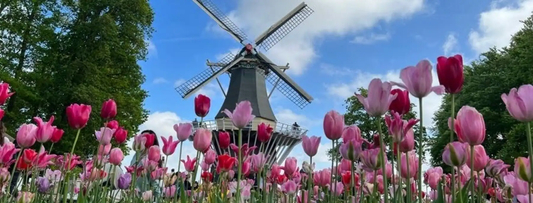Tiempo de Tulipanes (Países Bajos, Bélgica)